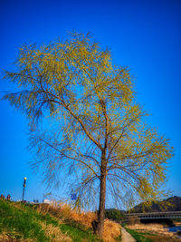 Tree on field against clear blue sky