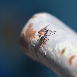 Close-up of housefly