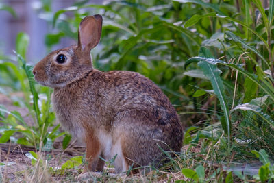 Close-up of an animal on field