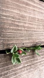 Close-up of plant on table