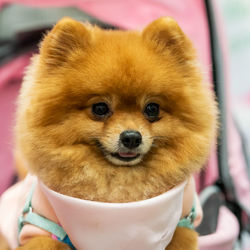 Close-up of a dog