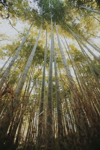 Low angle view of bamboos in forest