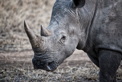 Close-up of rhino on field