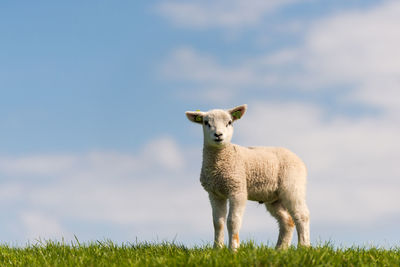 Portrait of sheep standing on field