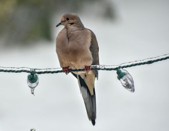 Low angle view of bird perching on cable against sky