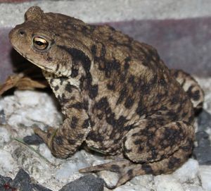 Close-up of lizard