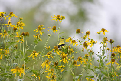 Close-up of yellow flowering plants on field