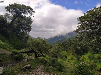 Scenic view of forest against sky