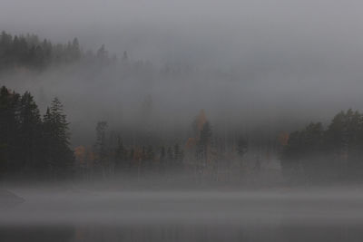 Bare trees in foggy weather