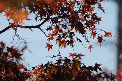 Low angle view of maple tree