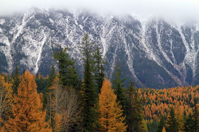 Pine trees in forest