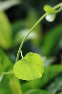 Close-up of green leaves