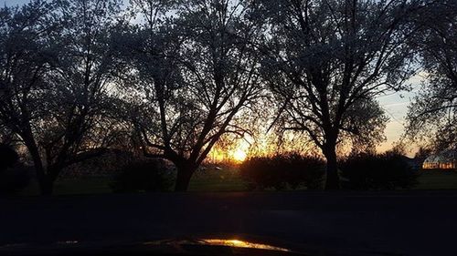 Sun shining through trees