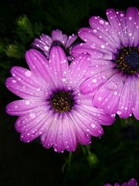 Close-up of wet flower blooming outdoors