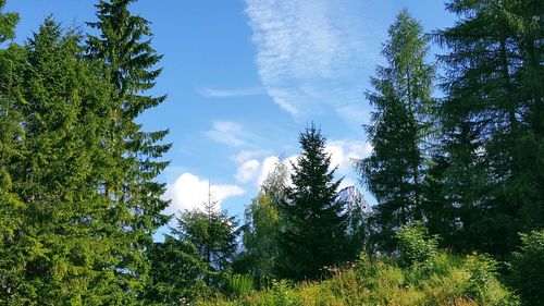 Low angle view of trees against sky