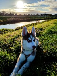 Close-up of dog on field against sky