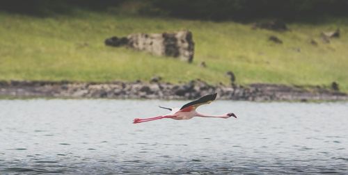 Bird flying over water