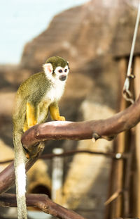 Close-up of monkey on tree