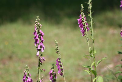 Close-up of purple lavender flowers on field