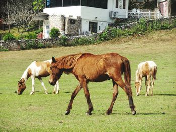 Horses in a field