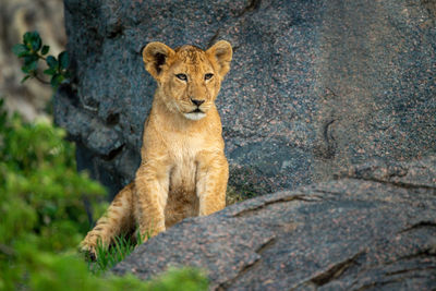 Lion cub sits on kopje looking right