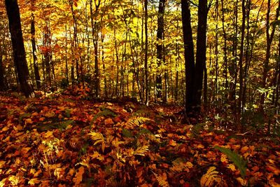 Trees growing in forest during autumn