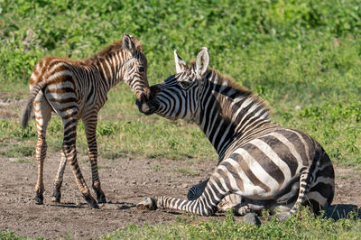 Zebra in the african national park