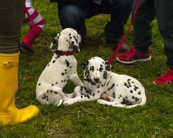 Low section of people playing with dog on field
