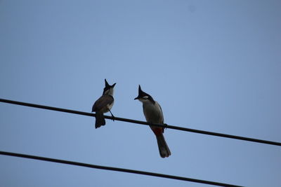 Low angle view of birds perching on cable against clear sky