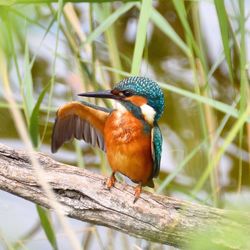 Close-up of kingfisher perching on wood