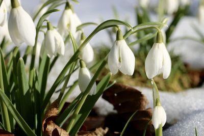 Close-up of white flowers growing on plant