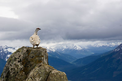 Bird on rock against cloudy sky