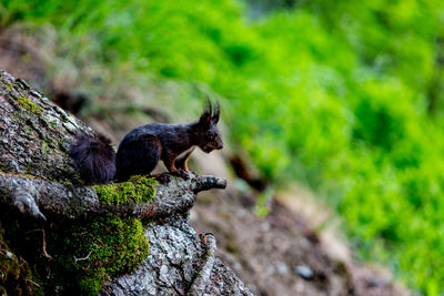 Close-up of squirrel on tree