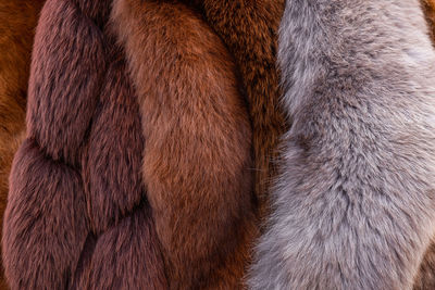 Red brown grey wolf, fox, bear fur natural, animal wildlife concept and style for background