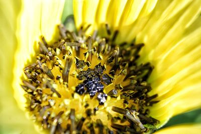 Close-up of honey bee on sunflower