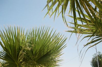 Low angle view of palm tree against clear sky