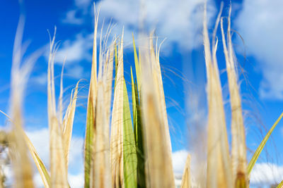 Close-up of wheat growing on field against blue sky