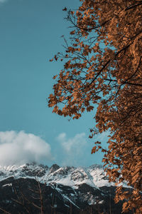 Low angle view of tree against sky