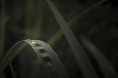 Close-up of insect on plant