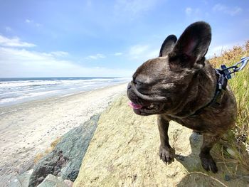 Close-up of a dog on beach