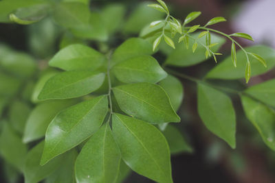 Close-up of plant leaves