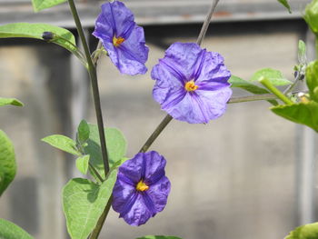 Close-up of purple flowering plant