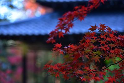 Close-up of maple leaves on tree