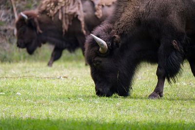 Close up of an american bison in a field