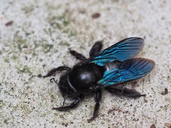 High angle view of fly on sand