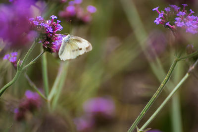 Close-up of butterfly pollinating on purple flower