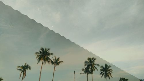 Low angle view of palm trees against sky