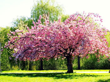 Pink cherry blossoms in spring