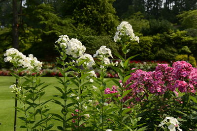 Close-up of flowers blooming outdoors