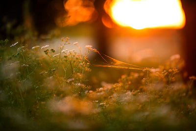 A spider making a web in an herb garden during sunset